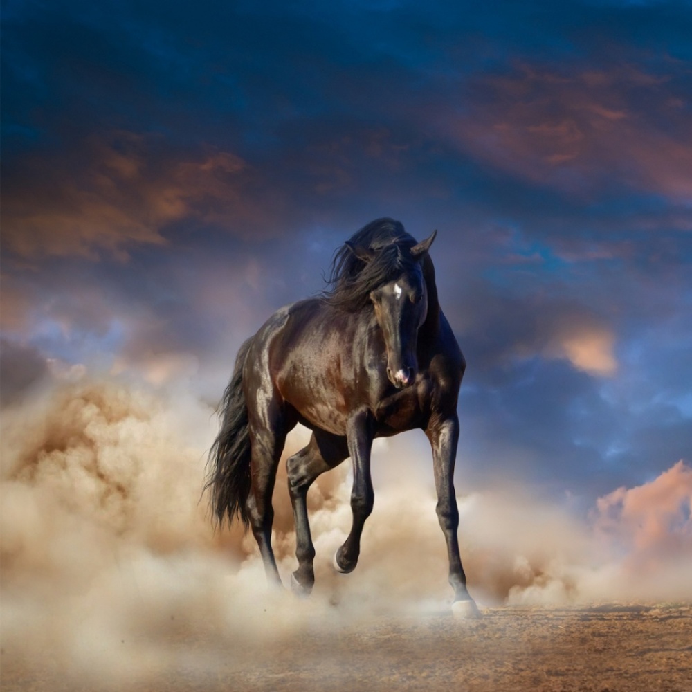 Meet your Posher, Laila